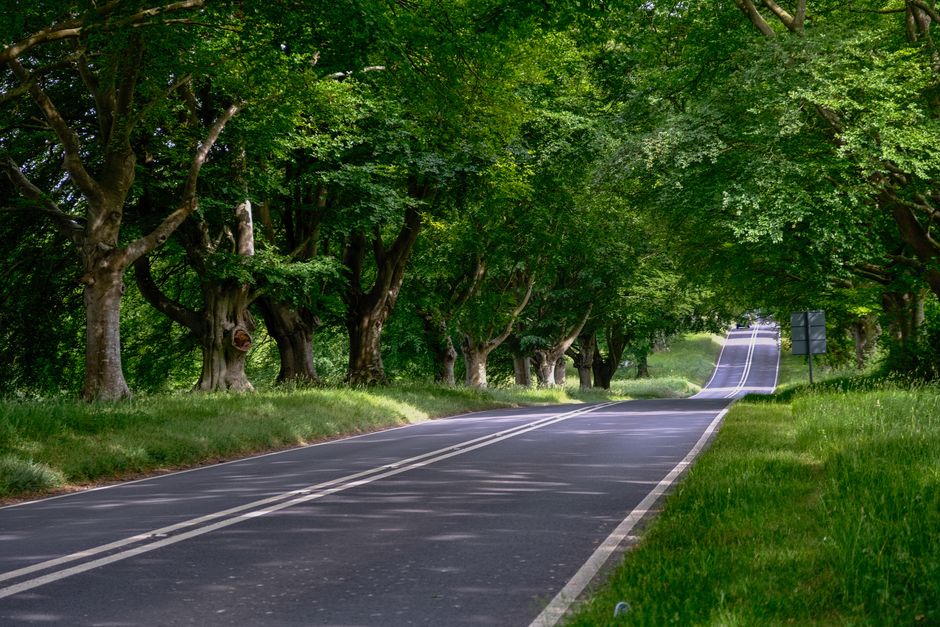 A two-lane rural road with freshly painted white double lines in the center, curving gently uphill through a lush, green landscape lined with mature deciduous trees on both sides. The trees have thick trunks and dense foliage, creating a canopy that filters sunlight onto the asphalt. The road surface appears smooth and well-maintained, bordered by green grass verges on either side. In the distance, the road continues to ascend and is partially obscured by the trees and undergrowth, suggesting a peaceful, quiet environment suitable for house removals or moving logistical planning. There are no vehicles or pedestrians visible, emphasizing the serene and natural setting. This scene illustrates a typical access point for a home relocation process, where careful planning is necessary to navigate through the tree-lined route, with companies like Man and Van Eltham offering reliable removal and furniture transport services in such environments.